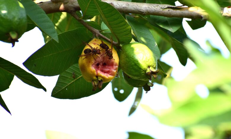 Mencegah Buah Jambu Berulat