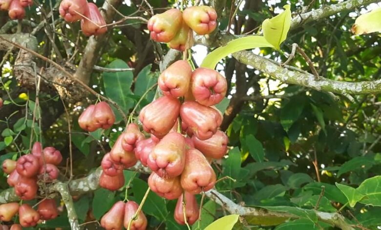 Buah Jambu Air Sering Busuk