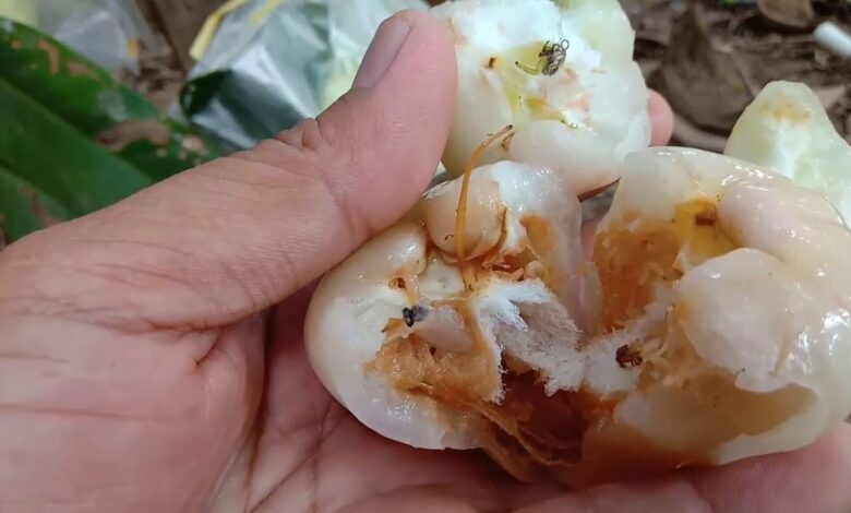 Mengapa Dalam Jambu Air Terdapat Ulat?