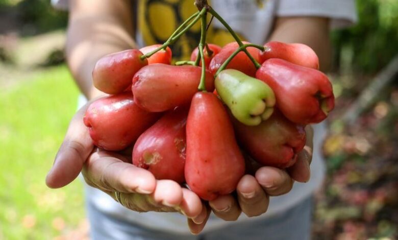 Mengatasi Buah Jambu Air Busuk dan Rontok dengan Mudah