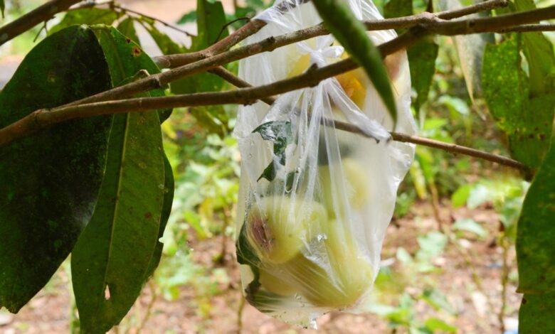 Tips Buah Jambu Air Tidak Busuk Dan Berulat Saat Panen (Foto KabarHangat.com)