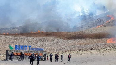 Bukit Teletubbies Bromo Kebakaran Gegara Pre-Wedding, Owner WO Jadi Tersangka