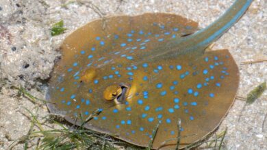 Penyebab Ikan Pari Jawa Punah Akibat Ulah Manusia?